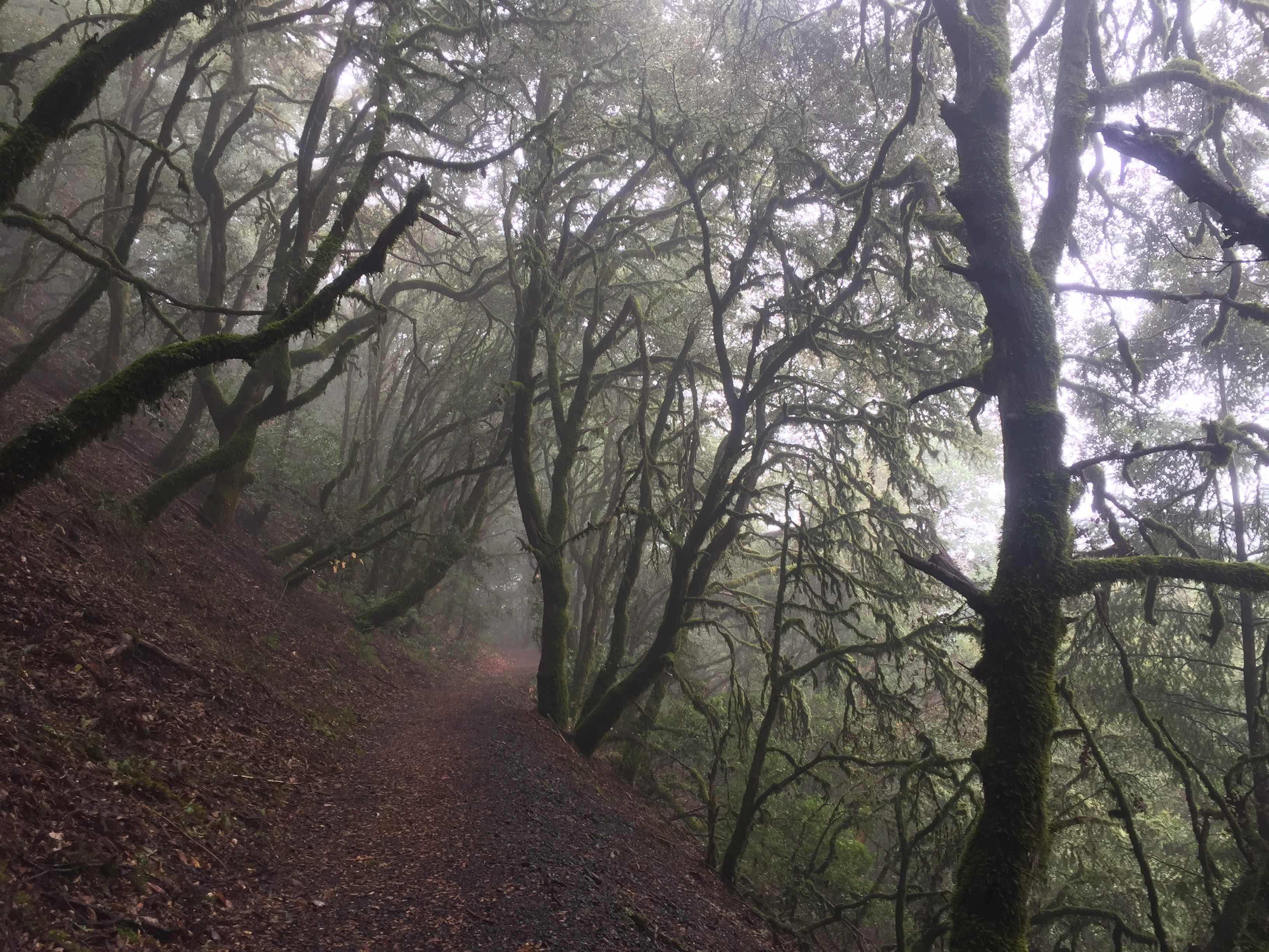 A wooded trail winding through a misty forest